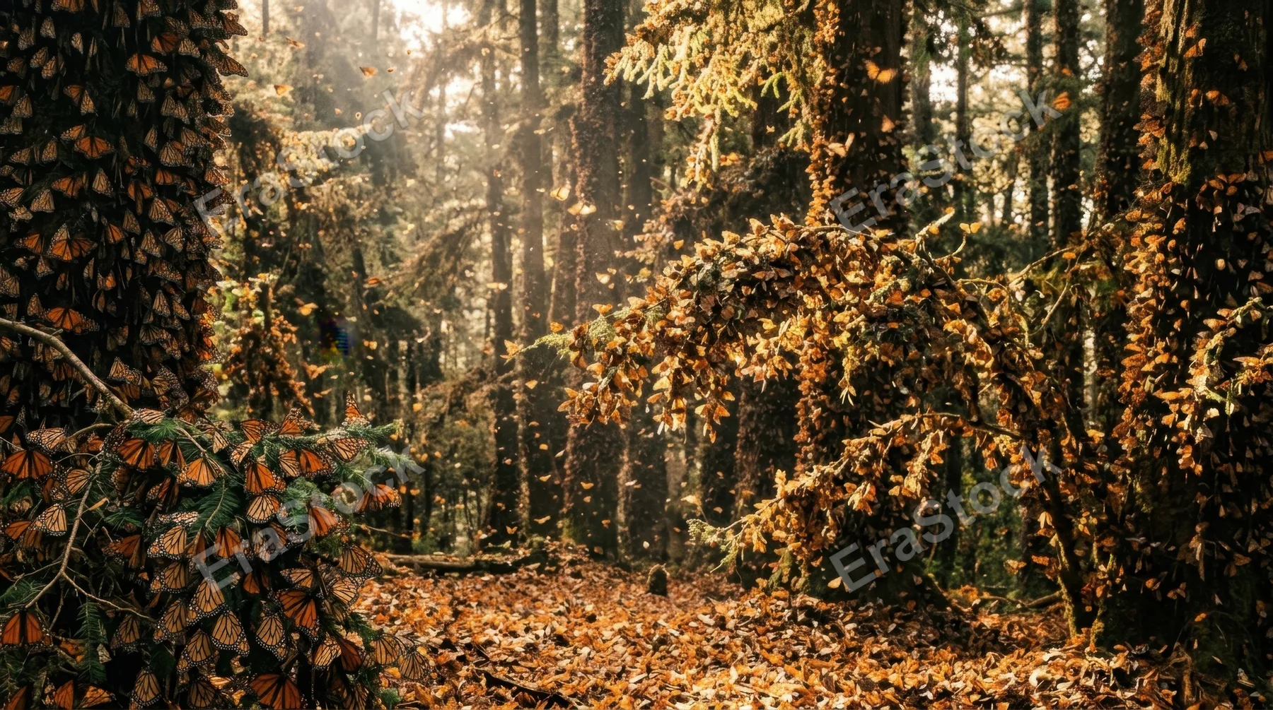 A massive monarch butterfly migration roosting site, millions of orange and black wings covering every branch of a forest of fir trees until bark is entirely invisible,