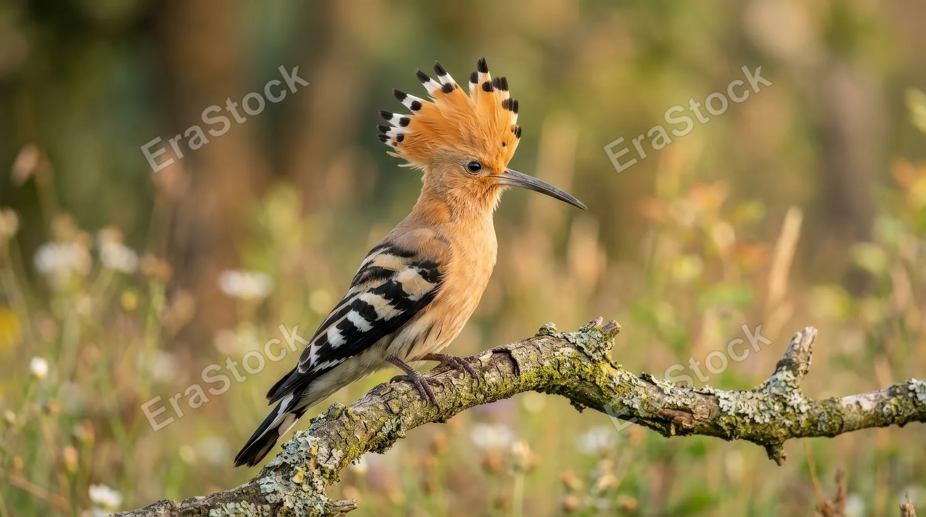 A Eurasian hoopoe bird in early morning light, warm feathers, delicate crest detail and soft natural background with calm wildlife beauty, ultra-realistic, no logos.