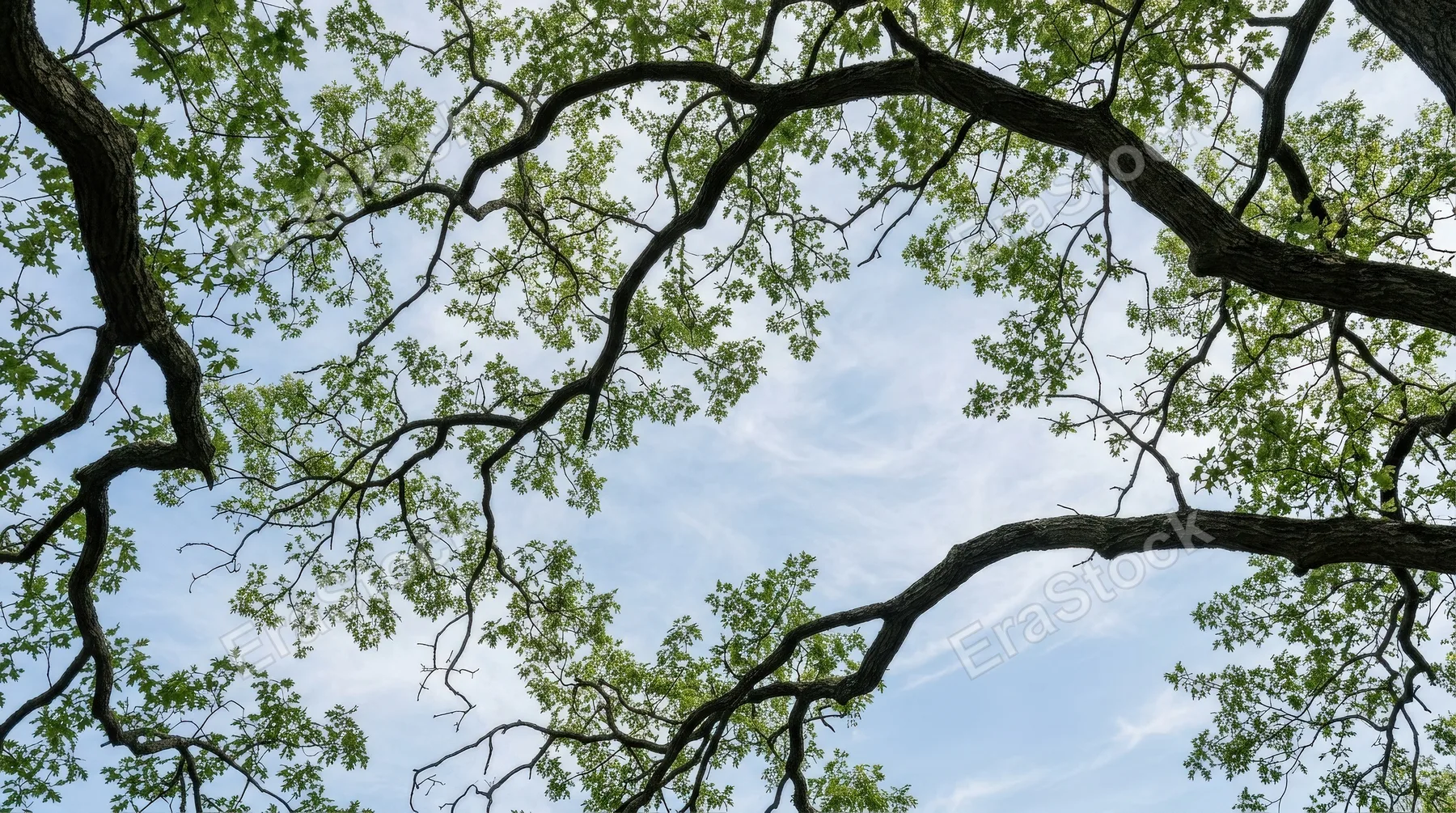 Curving tree branches forming expressive organic shapes against a soft blue sky, photographed from below with graceful natural flow, minimalist serene atmosphere, ultra-realistic, no logos.