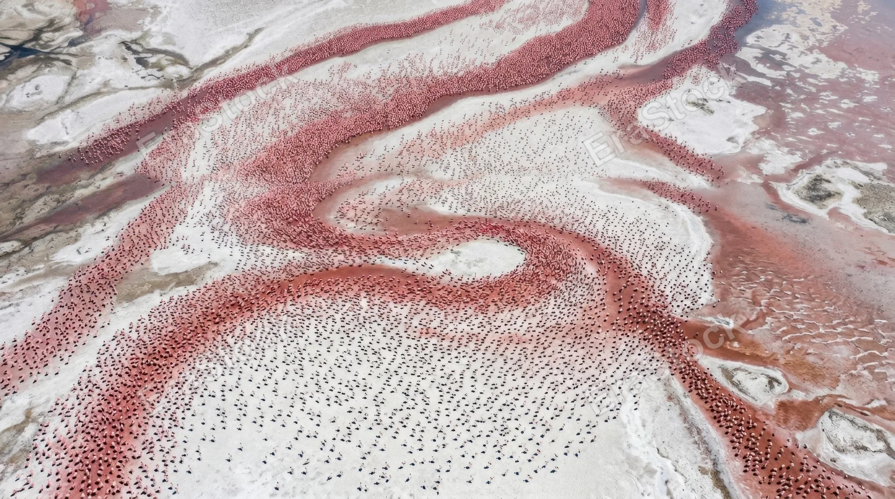 A massive flock of flamingos on a soda lake captured from directly above, the birds arranged in loose flowing streams of pink across a white crystalline surface, their