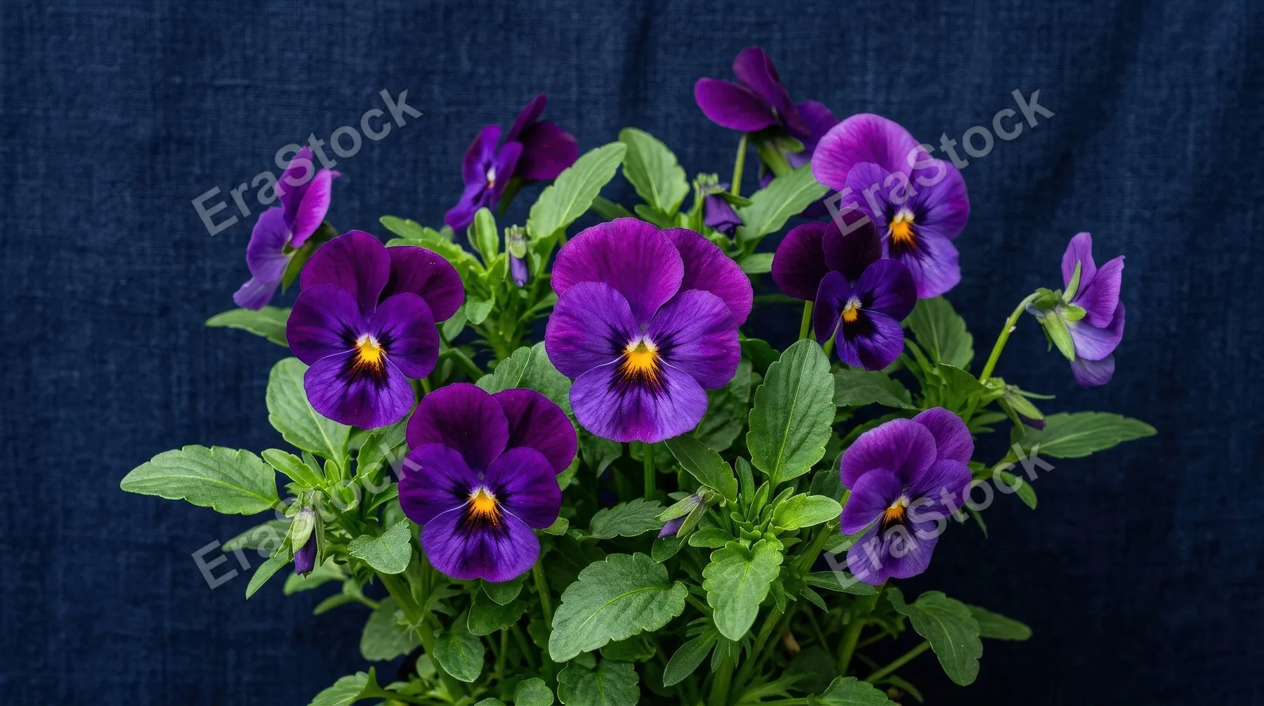 Blooming purple pansies with yellow centers and green leaves on a deep navy textured background, rich botanical color and subtle surface grain creating refined spring elegance, ultra-realistic, no
