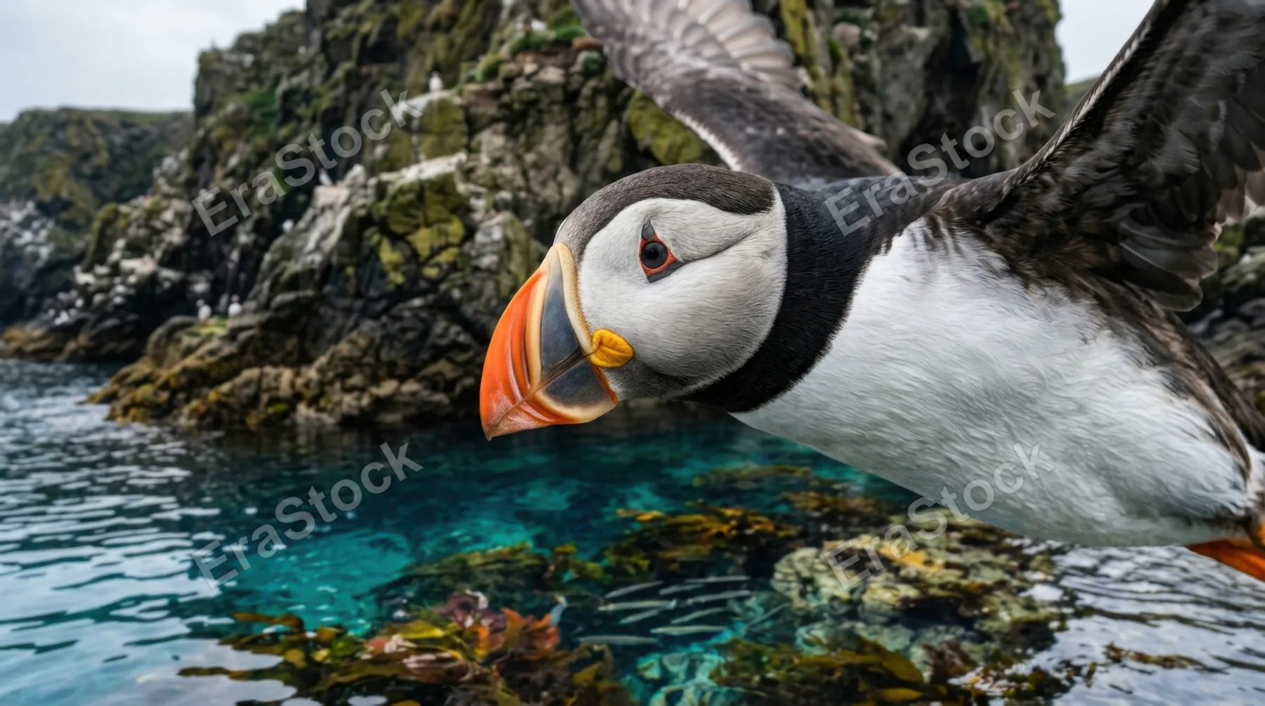 an intimate detail shot focusing on a puffin in flight, its vibrant beak and feathers highlighted against the cliff backdrop. below, the crystal-clear waters reveal