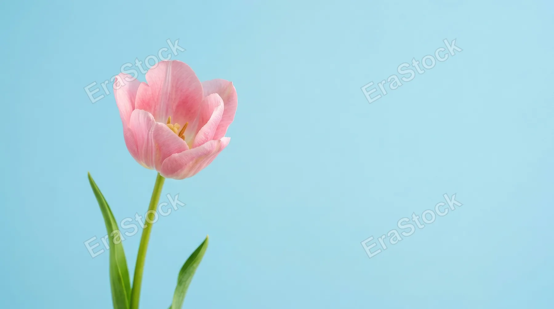 A soft pink tulip on a clean blue background with generous copy space, minimal spring elegance and bright studio freshness, ultra-realistic, no logos.