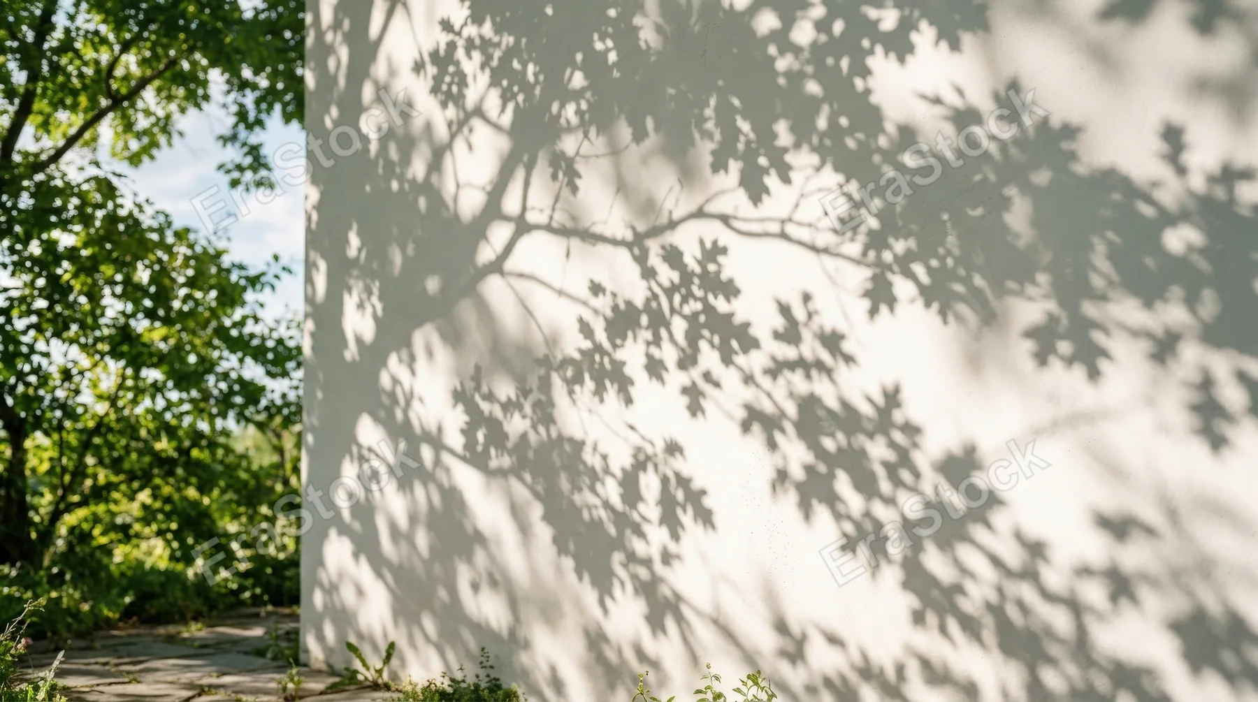 Natural tree leaf shadows drifting across a white wall, soft summer sunlight, airy branch silhouettes and subtle tonal gradients, calm minimal atmosphere, ultra-realistic, no logos.