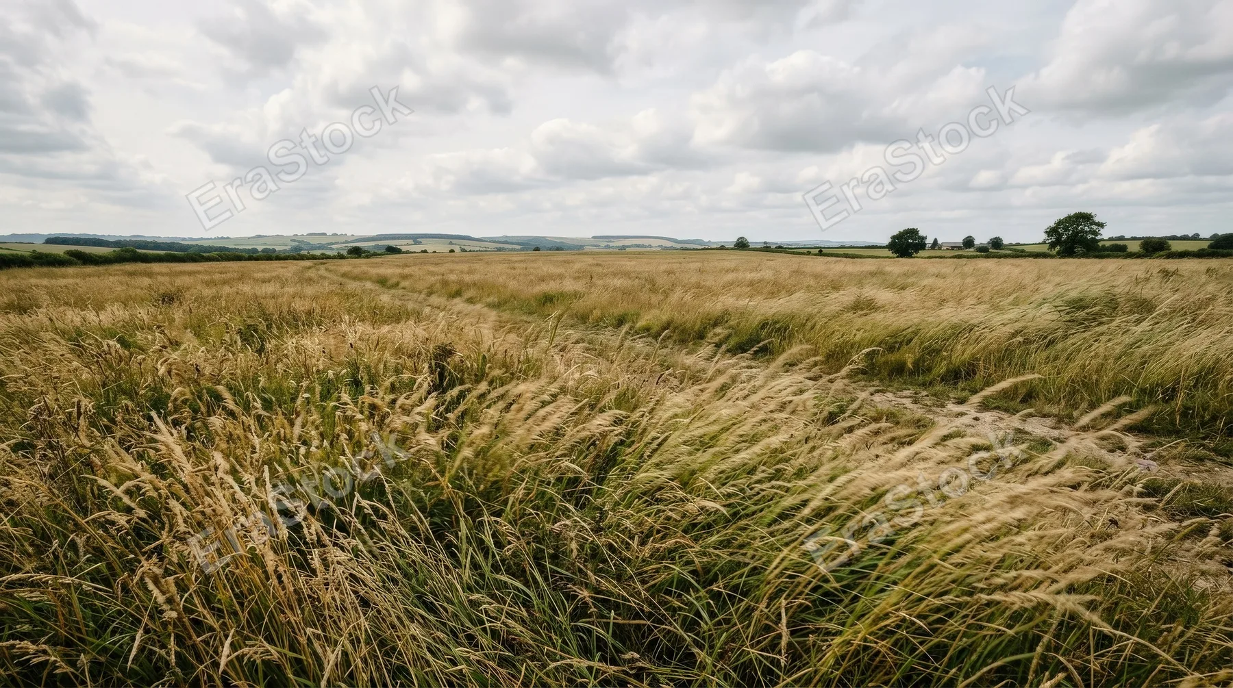 A wide open field with natural grasses bending in the wind, earthy textures, distant horizon, quiet rural stillness under soft daylight, ultra-realistic, no logos.