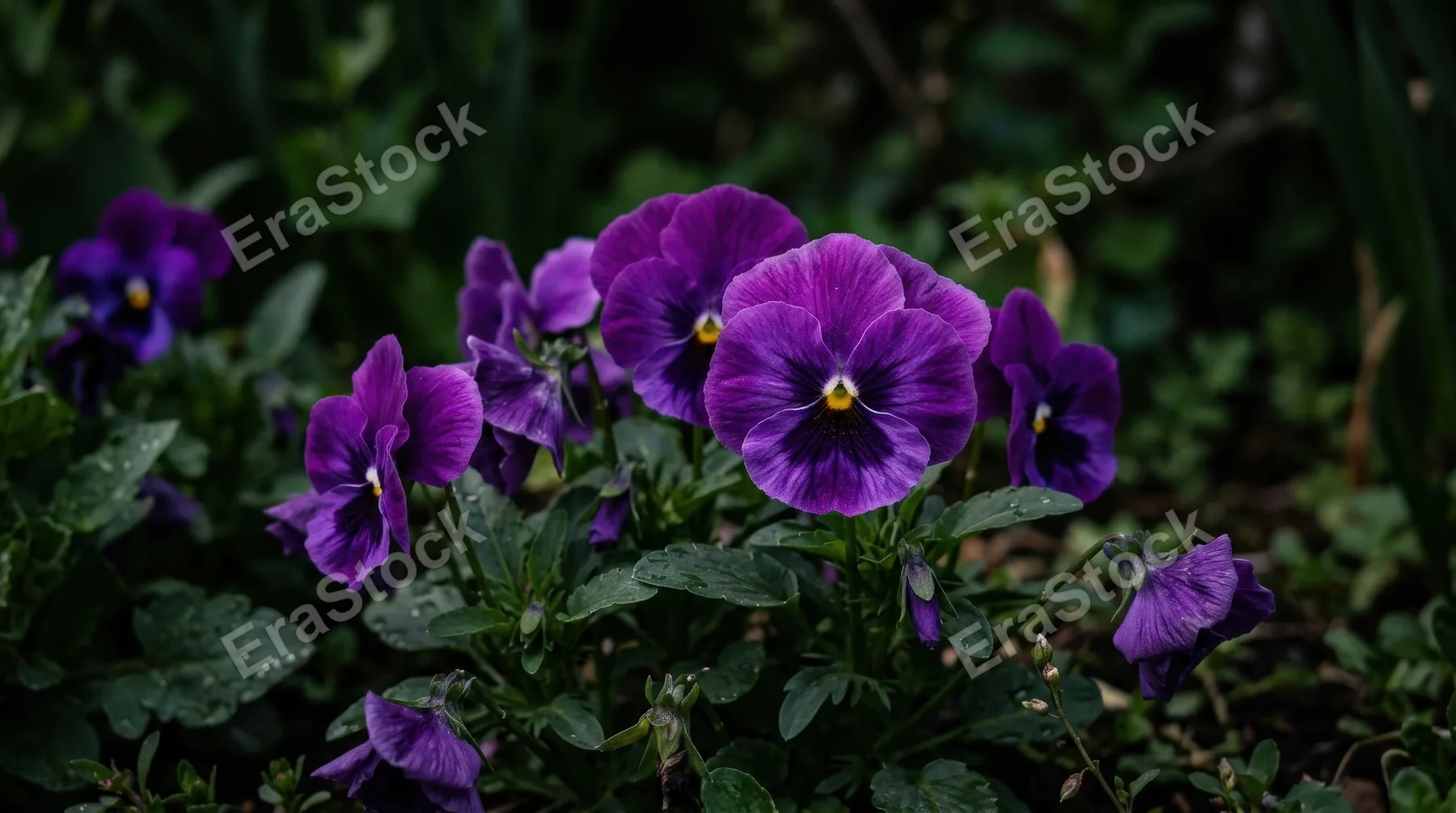 Purple pansy flowers blooming in a garden against a dark background, selective focus and soft natural light emphasizing velvety spring color, ultra-realistic, no logos.
