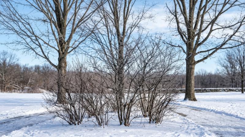 Leafless winter shrubs and street trees arranged in a frontal isolated composition, crisp branches and bright daylight defining a calm dormant landscape, ultra-realistic, no logos.
