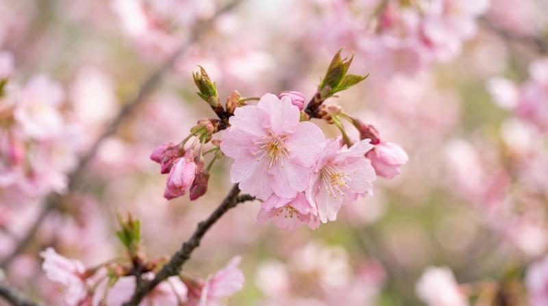 A full-frame macro of delicate pink cherry blossoms, soft petals and dreamy blurred texture creating a romantic spring atmosphere, ultra-realistic, no logos.
