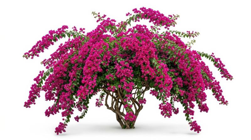 Bougainvillea glabra in full bloom with cascading branches and dense floral clusters, frontal isolated cutout composition, radiant and lush, ultra-realistic, no logos.