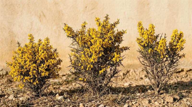 Three scorpion broom shrubs with spiky branching and dense yellow bloom character, isolated clean botanical set with dry Mediterranean energy, ultra-realistic, no logos.