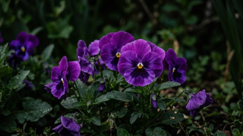Purple pansy flowers blooming in a garden against a dark background, selective focus and soft natural light emphasizing velvety spring color, ultra-realistic, no logos.