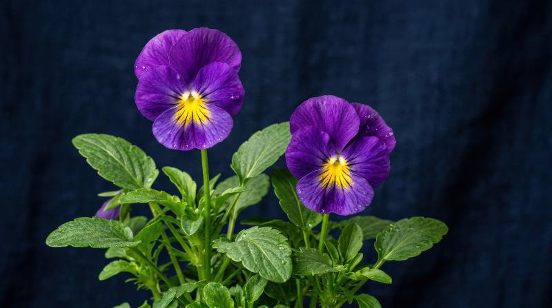 Two blooming purple pansies with glowing yellow centers and fresh green leaves on a deep navy textured background, delicate floral contrast and calm richness, ultra-realistic, no logos.