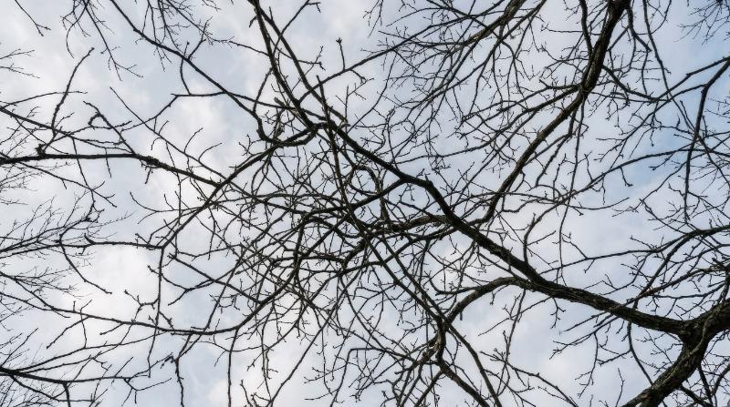 Intertwined leafless branches stretching across the sky, forming an organic network of fine lines with natural abstract rhythm, ultra-realistic, no logos.