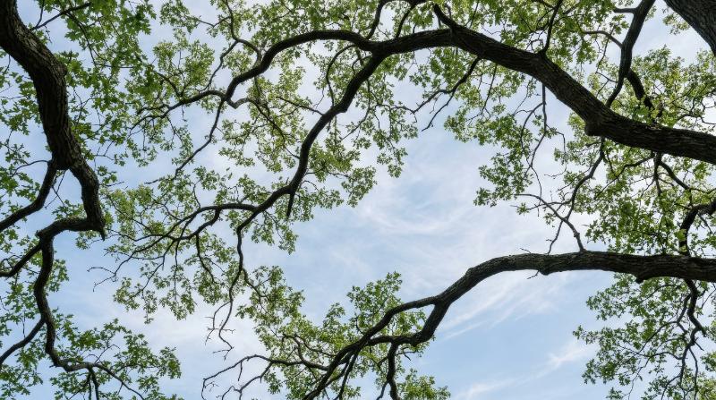 Curving tree branches forming expressive organic shapes against a soft blue sky, photographed from below with graceful natural flow, minimalist serene atmosphere, ultra-realistic, no logos.