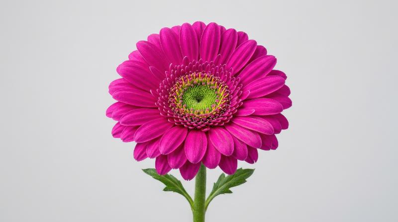 A bright magenta gerbera daisy isolated on a clean background, vivid petals around a green center, fresh botanical elegance and crisp studio light, ultra-realistic, no logos.