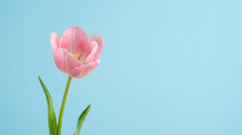 A soft pink tulip on a clean blue background with generous copy space, minimal spring elegance and bright studio freshness, ultra-realistic, no logos.