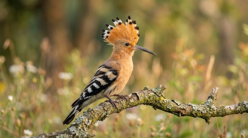 A Eurasian hoopoe bird in early morning light, warm feathers, delicate crest detail and soft natural background with calm wildlife beauty, ultra-realistic, no logos.