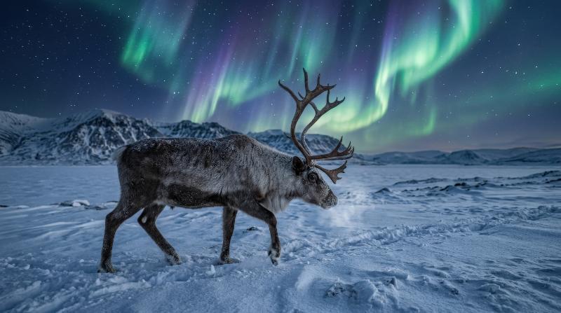 A thick-furred reindeer walking across a polar snowfield beneath shimmering aurora, icy silence and majestic northern atmosphere, ultra-realistic, no logos.