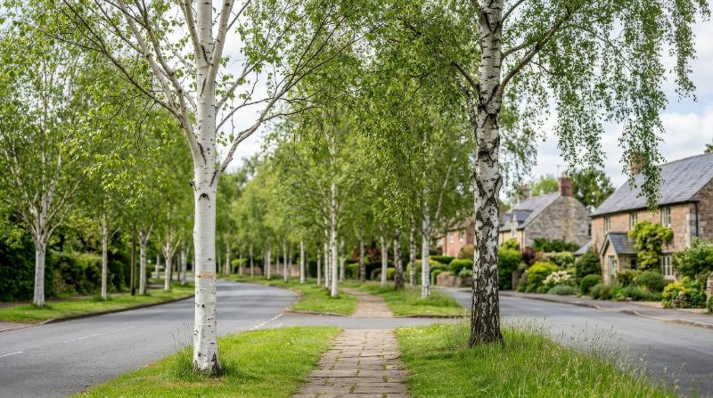 Himalayan birch and silver birch street trees with pale trunks and airy crowns, frontal isolated landscape set with elegant natural contrast, ultra-realistic, no logos.